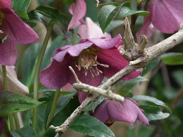 hellebore