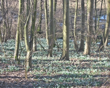 Carpet of Snowdrops