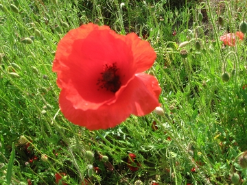 Poppy in the late afternoon sun