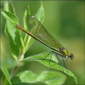 Damsel fly by Andrew Atterwill