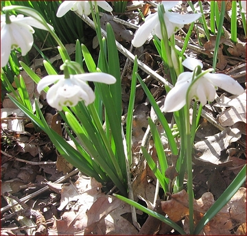 Snowdrops