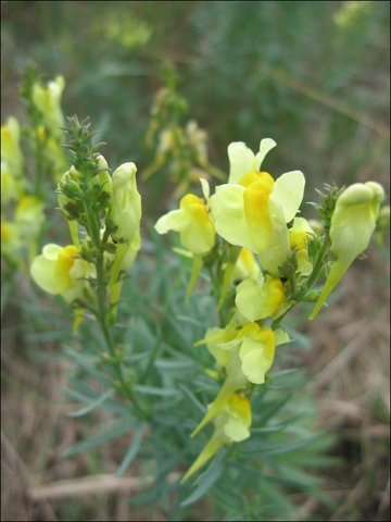 Toadflax