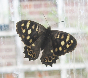 Speckled wood