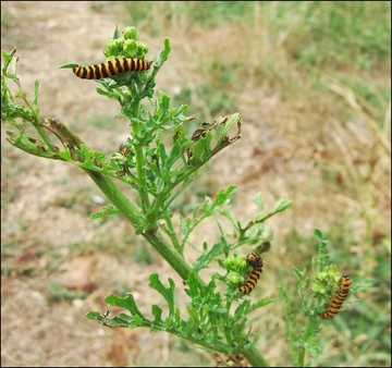 Cinnabar moth caterpillars