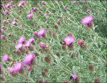 Knapweed