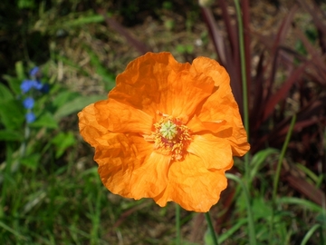 orange poppy