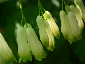 Polygonatum