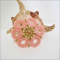 Pink Star Flower Brooch (BWB01)